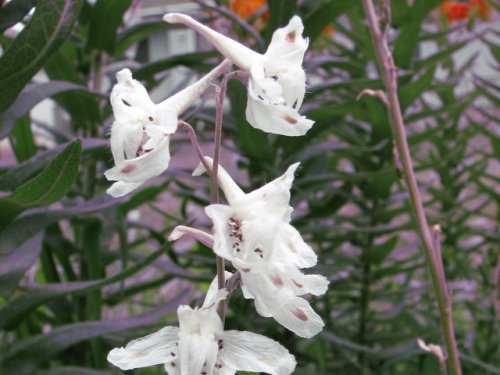 Plains Larkspur (Delphinium virescens)