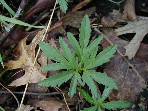 Cutleaf Toothwort (Cardamine concatenata)