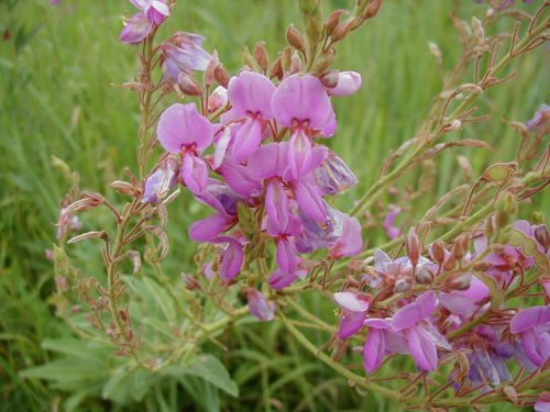 Showy Ticktrefoil (Desmodium canadense)