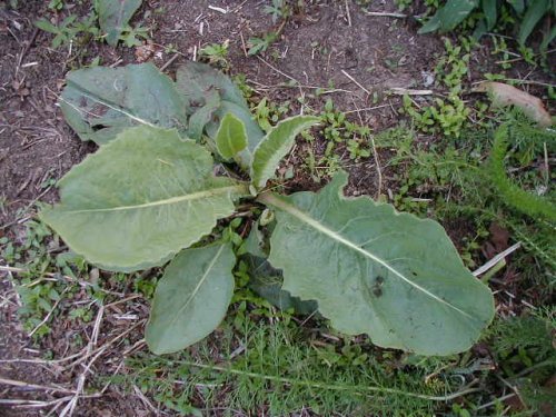 Rough Rattlesnake Root (Prenanthes aspera)