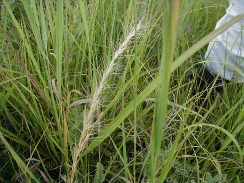Arrow Feather Threeawn (Aristida purpurascens)