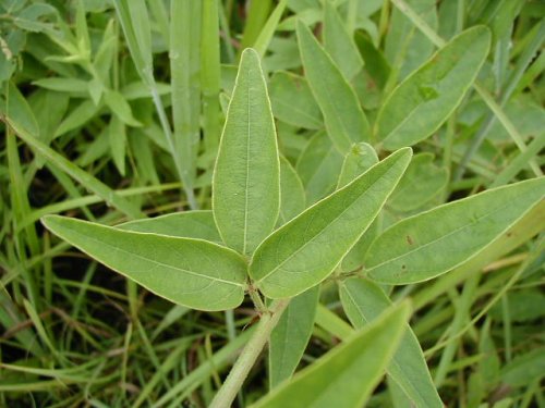 Hoary Ticktrefoil (Desmodium canescens)