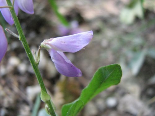 Largebract Ticktrefoil (Desmodium cuspidatum)