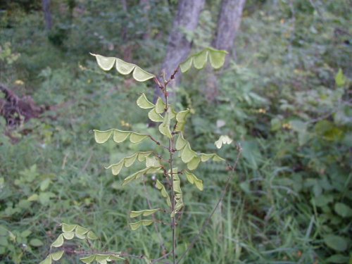 Pointed-leaf Ticktrefoil (Desmodium glutinosum)