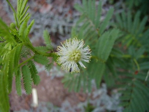 Illinois Bundle Flower (Desmanthus illinoensis)