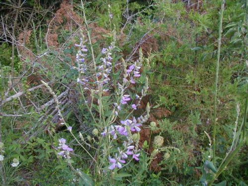 Panicled Ticktrefoil (Desmodium paniculatum)