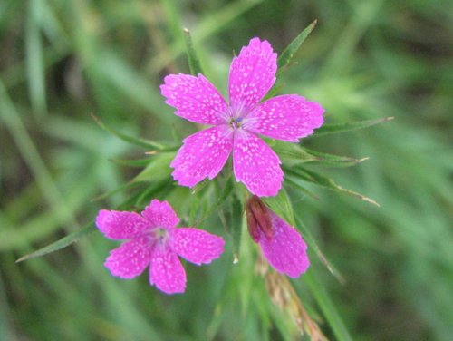 Deptford Pink (Dianthus armeria)