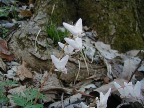 Dutchman's Breeches (Dicentra cucullaria)