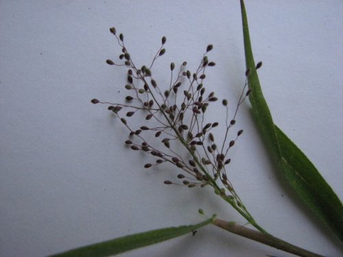 Tapered Panicgrass (Dichanthelium acuminatum)