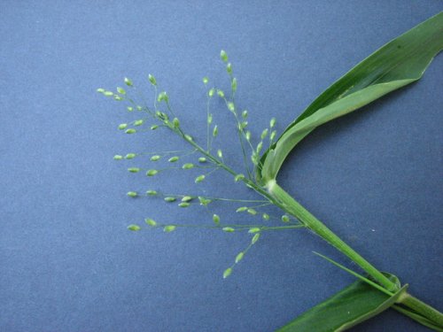 Deertongue Panicgrass (Dichanthelium clandestinum)