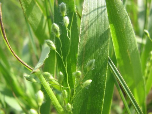 Leiberg's Panicgrass (Dichanthelium leibergii)