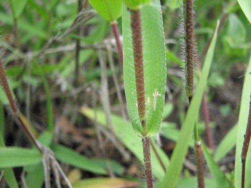 Scribners Panicgrass (Dichanthelium oligosanthes)