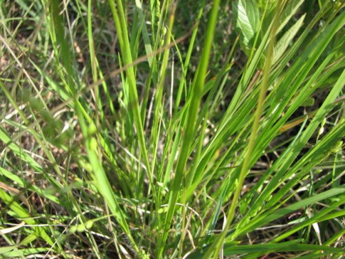 Slimleaf Panicgrass (Dichanthelium perlongum)