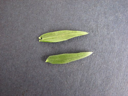 Rough Buttonweed (Diodia teres)