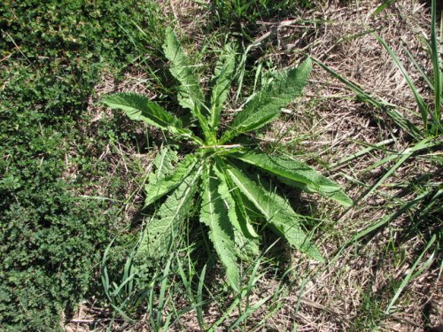 Fuller's Teasel (Dipsacus fullonum)