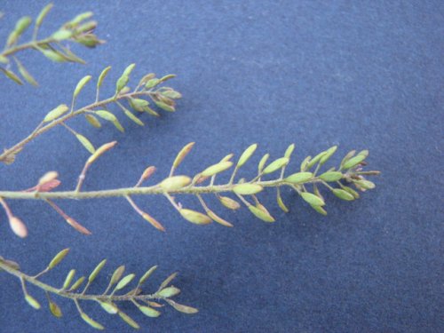 Shortpod Draba (Draba brachycarpa)