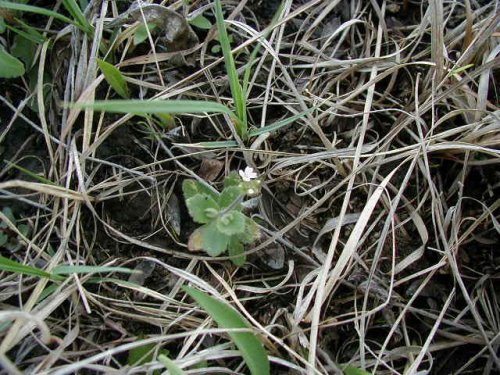 Wedgeleaf Draba (Draba cuneifolia)