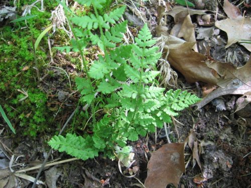 marginal wood fern (Dryopteris marginalis)