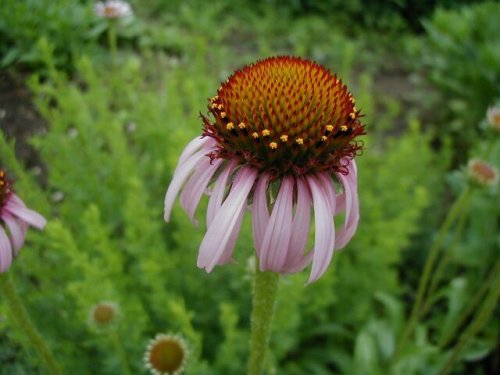 Blacksamson Coneflower (Echinacea angustifolia)