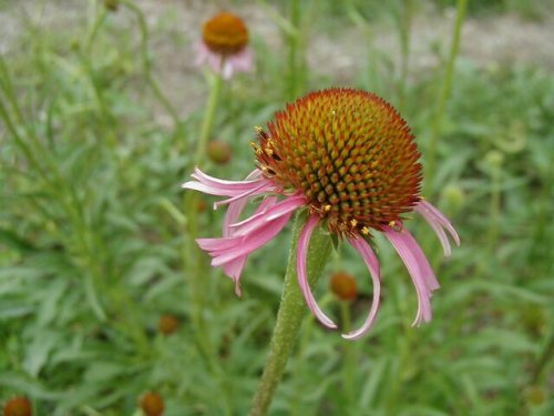 Topeka Coneflower (Echinacea atrorubens)