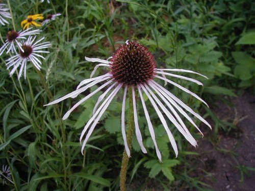 Pale Coneflower (Echinacea pallida)