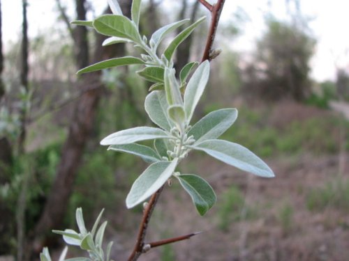 Russian Olive (Elaeagnus angustifolia)