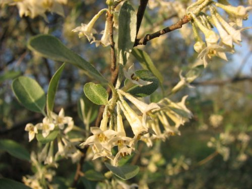 Autumn Olive (Elaeagnus umbellata)