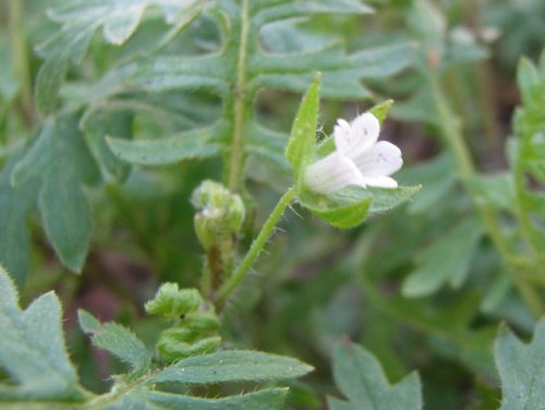 Waterpod (Ellisia nyctelea)