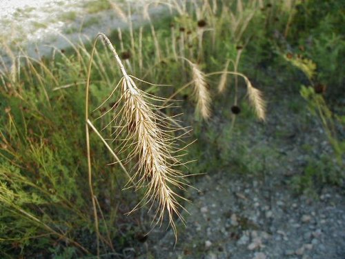 Canada Wildrye (Elymus canadensis)