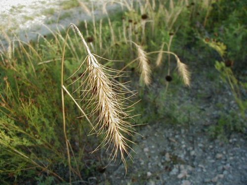 Canada Wildrye (Elymus canadensis)