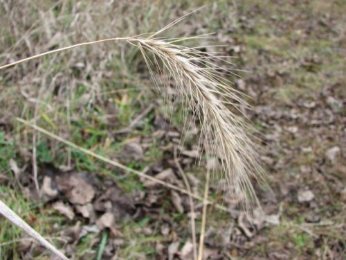 Hairy Wild Rye (Elymus villosus)