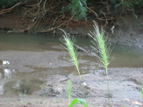 Virginia Wildrye (Elymus virginicus)