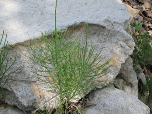 field horsetail (Equisetum arvense)