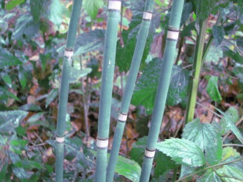 common scouring-rush (Equisetum hyemale)