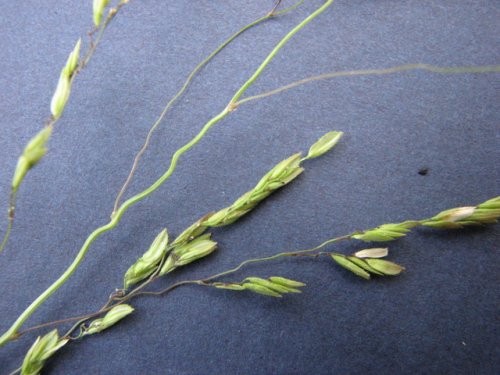 Rice Cutgrass (Leersia oryzoides)