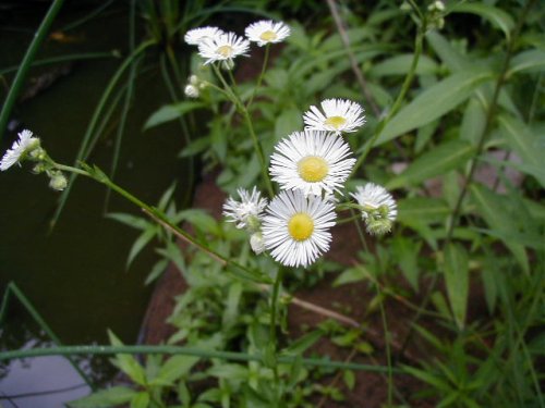 Annual Fleabane (Erigeron annuus)