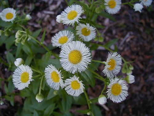 Philadelphia Fleabane (Erigeron philadelphicus)