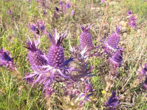 Leavenworth Eryngo (Eryngium leavenworthii)