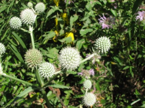 Rattlesnake Master (Eryngium yuccifolium)