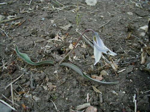 Midland Fawn Lily (Erythronium mesochoreum)