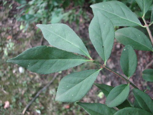 Winged Burning Bush (Euonymus alatus)