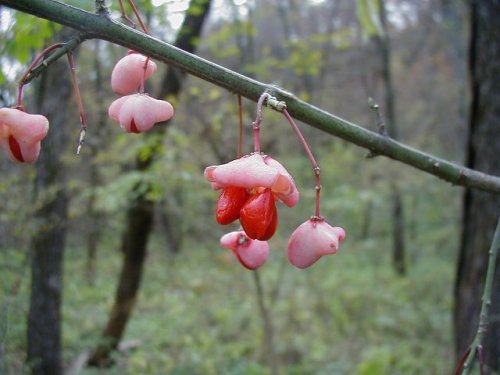 Eastern Wahoo (Euonymus atropurpureus)