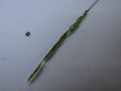 Whitegrass (Leersia virginica)