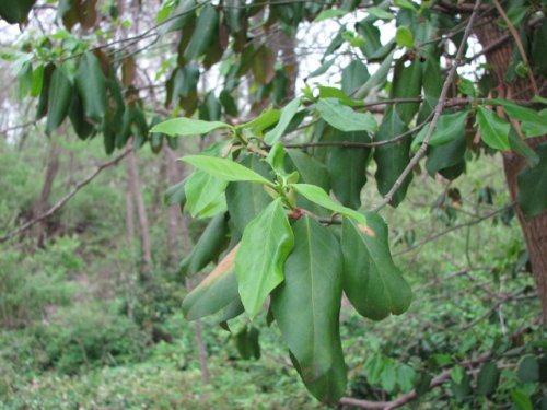 Winter Creeper (Euonymus fortunei)