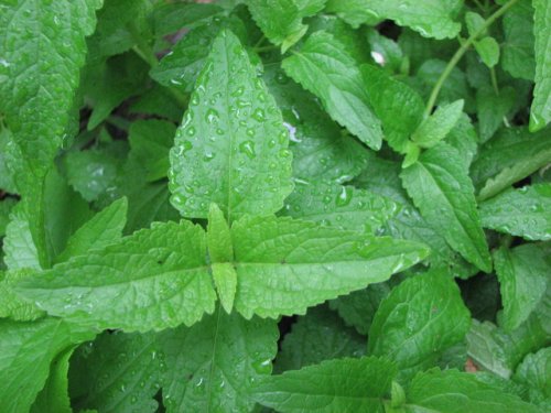 Blue Mistflower (Conoclinium coelestinum)