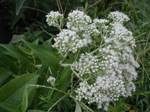 Common Boneset (Eupatorium perfoliatum)