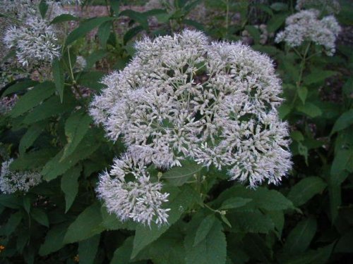 Sweet Joe-Pye (Eupatorium purpureum)