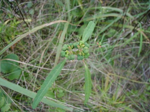 Painted Spurge (Euphorbia cyathophora)