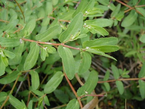 Eyebane Spurge (Chamaesyce nutans)