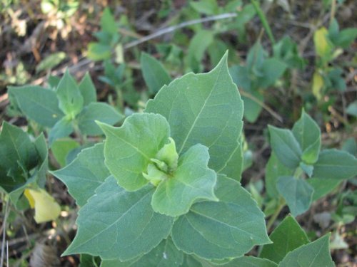 Sumpweed (Iva annua)